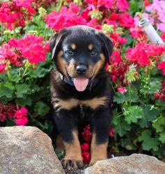 Healthy Male and Female Rottweiler puppies