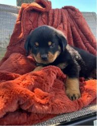 Pedigree Rottweiler Puppie for sale