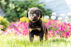 Well trained Rottweiler puppies for adoption or sale