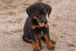 Sweet & playful Rottweiler for adoption or sale