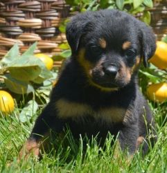11weeks old Rottweiler Puppies for Adoption