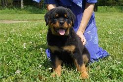 Cute Rottweiler Puppies for Adoption