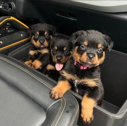 beautiful little chunky Rottweiler puppies