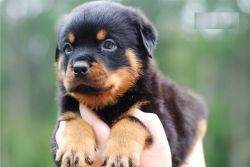 cute AKC Registered Rottweiler Puppy for Adoption