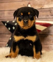 Two Adorable Rottweiler Puppies Available
