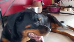 Female rottweiler four years old
