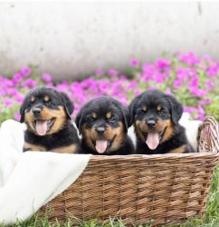 Adorable outstanding rottweiler puppies