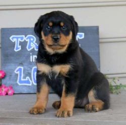 Well Socialized Rottweiler puppies