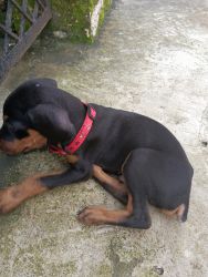 1.5 month Rottweiler puppy for sale