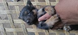 Mix breed German shepherd and Rottweiler healthy puppies