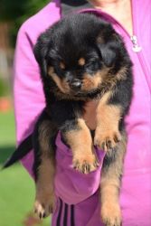 Male and Female Rottweiler puppies