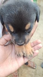 1 month old two puppies of Rottweiler
