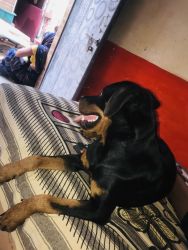 Rottweiler female 8 months old fully vaccinated. Agra