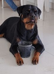 Rottweiler puppies for sales