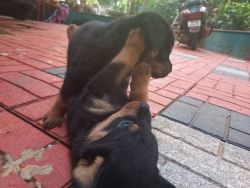 Available Rottweiler puppies, Heavy bone.