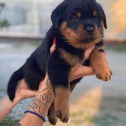 Cute Potty trained Rottweilers For Sale