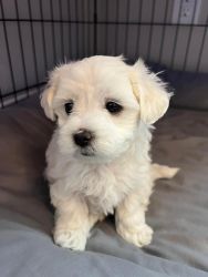 Maltese puppies for sale classified