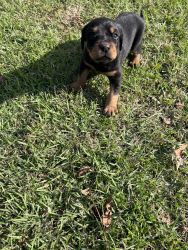 Rottweilers puppies need a home