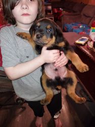 Rott pups ready for homes