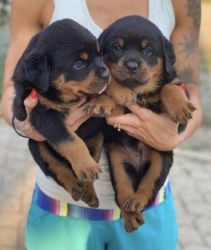 Rottweiler Puppies Males and Females