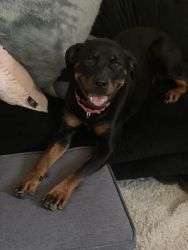 14 month old female Rottweiler with papers