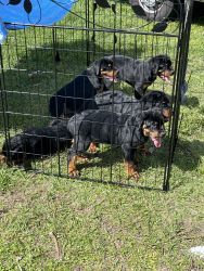 6 German Rottweiler puppies for sale.