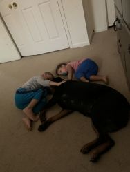 2yr old Rottweiller, not fixed, excellent with Children