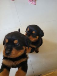 Pure Breed Rottweiler pups