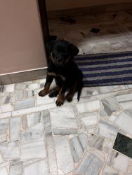 Rottweiler Puppy for sale