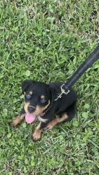 Male Rottweiler Puppy for Sale
