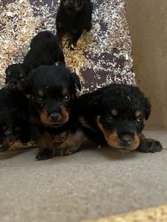 Rottweiler Pups will be ready by Christmas