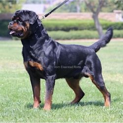 Pure-Bred Rottweiler- Loyal and Loving Companion.