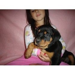Rottweiler Puppies Available for sale