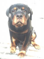 Rottweiler pup 5 months old