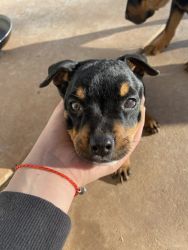 finding a new home for two rottweiler