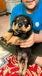Female Rottweiler Looking for new home