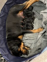 AKC Registered Rottweilers