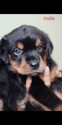 Rottweiler puppies for sell