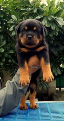 Rottweiler puppy, healthy condition 2 months old