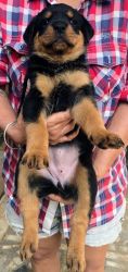 hello, 50 days old cute and chubby female Rottweilers available
