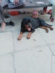Rottweiler dog for sell 11 months dog original quality