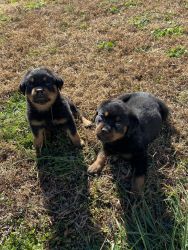 Rottweiler puppies for sale!