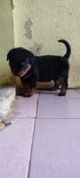 Rottweiler 36 days old puppies for sale in Chennai perambur