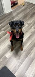 1.5 year old Rottweiler