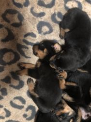 AKC registered Rottweiler puppies