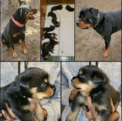 MALE and FEMALE AKC ROTTWEILER PUPPIES