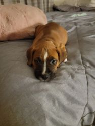 Pitweiler puppy for sale