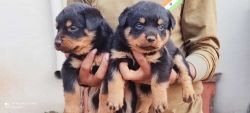 King size Rottweiler Puppies for sale