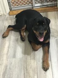 Lovable Rottweiler looking for a forever home.