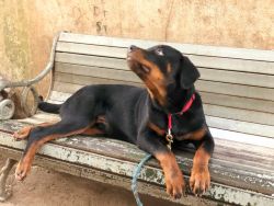 Rottweiler at cheap price